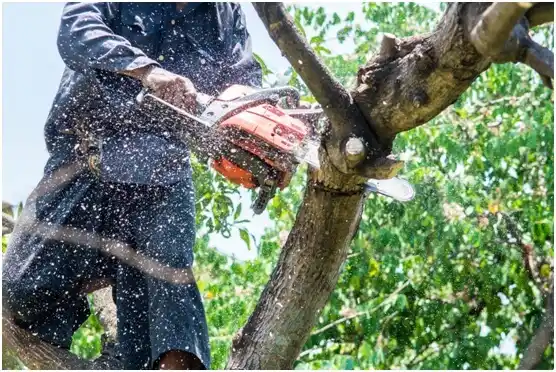 tree services Richfield